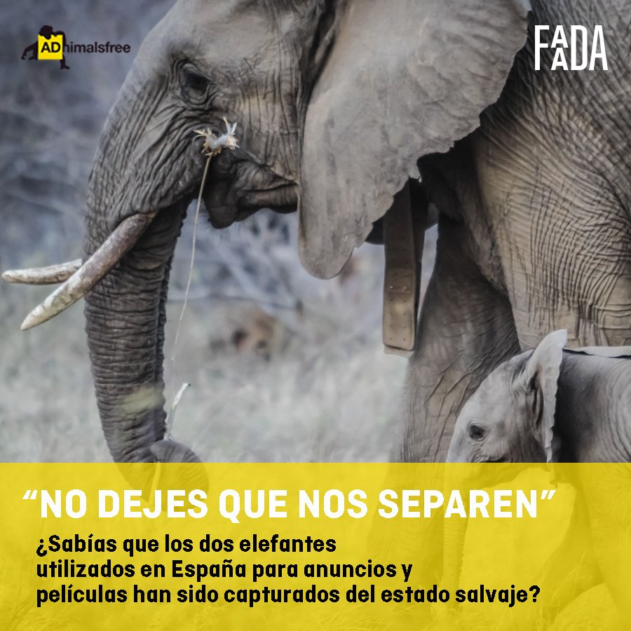 FAADAorg's tweet photo. 🐒🤚 #BASTAYA Los animales salvajes NO son actores‼ https://t.co/hkxAdkL44H
