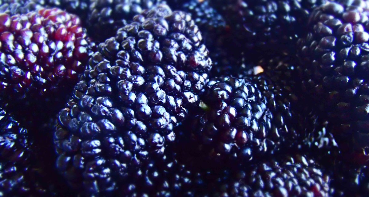 Today we have a One Keg Wonder on line: Blackberry/Honey Hefeweizen. It has a wonderfully fruity aroma, medium sweet and quite blackberryish flavor. Yummylicious!