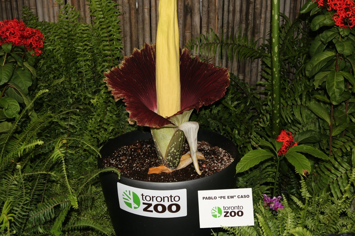 TheTorontoZoo's tweet photo. Please note this is a separate ticketed exhibit. See hours and pricing details at https://t.co/16icnCgysI. #WhatsThatSmell #CorpseWatch https://t.co/G50vXOJq5N
