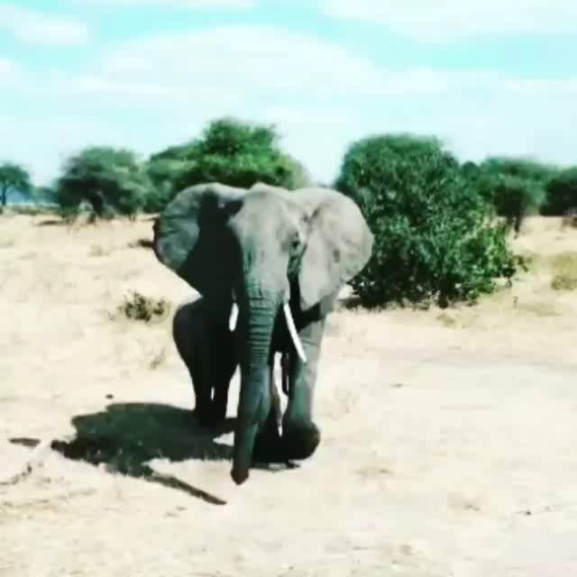 afrikanza's tweet photo. 6 facts about African Elephants
.
🐘 The word “elephant” comes from the Greek word “elephas” which means “ivory”
.
🐘 The elephant’s gestation period is 22 months – longer than any other land animal in the world. The baby can stand up shortly after bei… https://t.co/10GXJiUmqU https://t.co/z7AhqKdDOs
