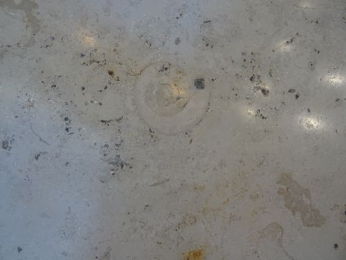 Ammonite(?) in the floor of @intuUxbridge Intu Uxbridge shopping centre, just outside the Vodafone shop #FossilFriday