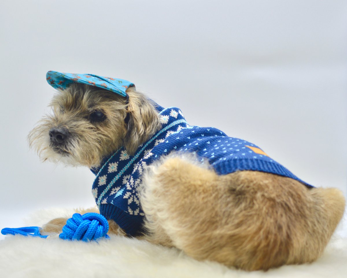 Leo is weekend-ready in his smart but casual fairisle knit sweater, cowboy &amp; cacti cap and his rope ball toy. Even if he did fall asleep. Shop Barks &amp; Squeaks linktr.ee/barksandsqueaks #dogsoftwitter #Dog #doglovers