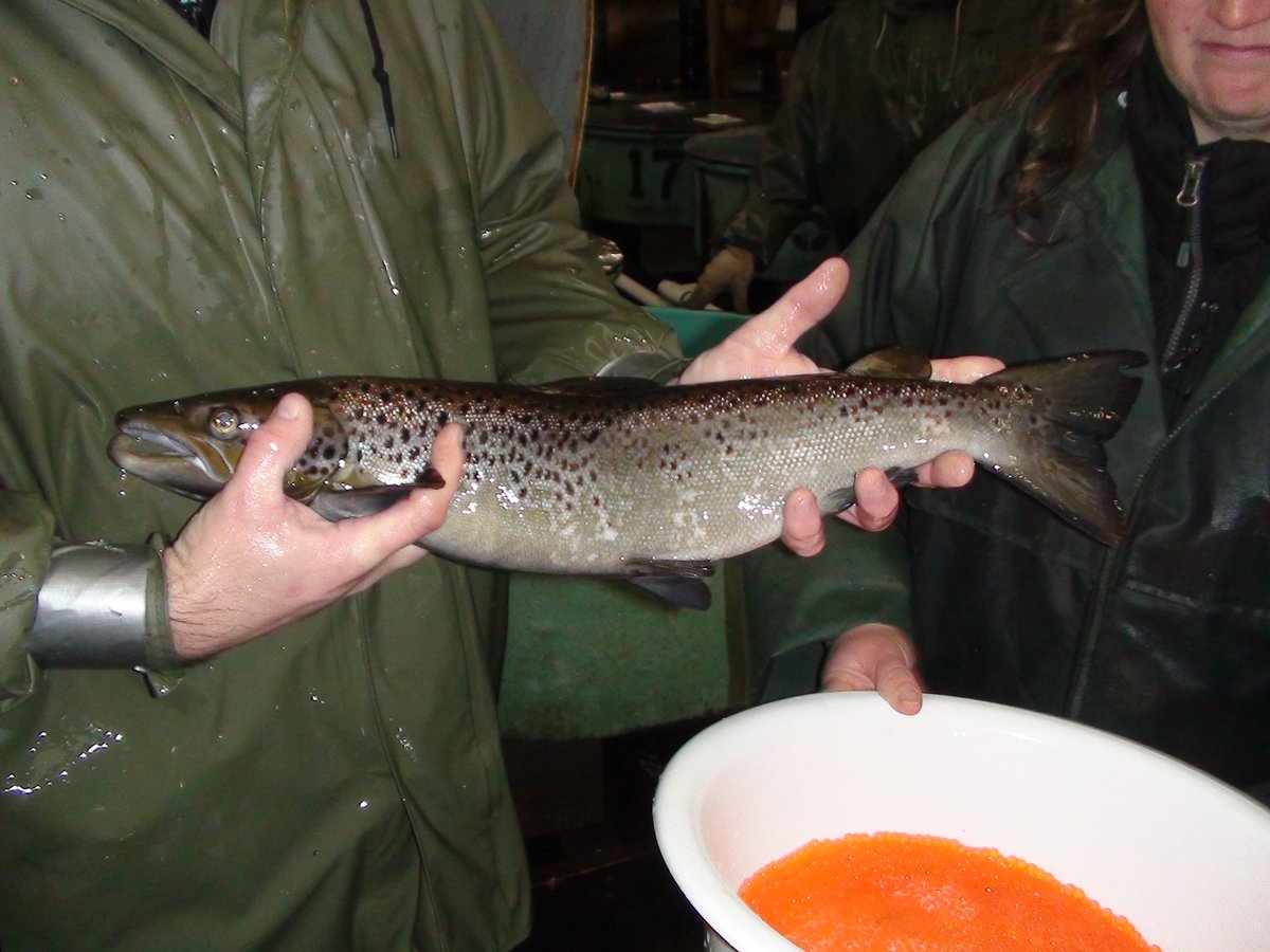 DFO_MAR's tweet photo. Atlantic Salmon are an important species in our freshwater and ocean ecosystems. Join us tomorrow at our Open House tomorrow from 10 a.m. – 4 p.m. to learn about the life cycle of wild Atlantic Salmon and more: https://t.co/t2lOqDlYaT #MBF50 https://t.co/ayaxjmzfGy