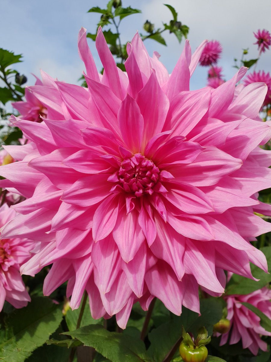 uk_mchale's tweet photo. #dahlias @DunsterCastleNT #septembercolour https://t.co/6QkEBA1Wg4