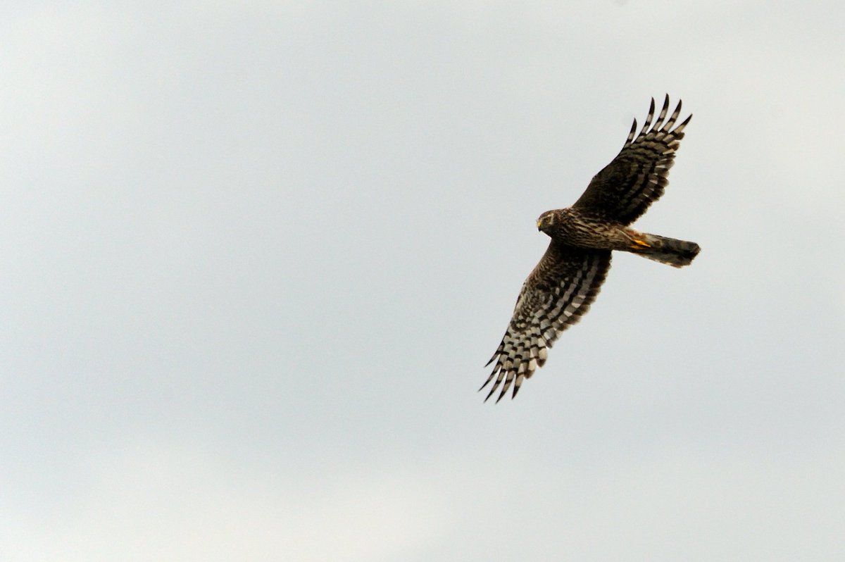 WildSheffield's tweet photo. We are very saddened to hear one of this year's successfully fledged hen harrier chicks from High Peak Moors in Derbyshire has been reported missing over Broomhead Moor in Sheffield. We are interested to hear what the Broomhead Estate has to say about this https://t.co/RjdRLqTe53 https://t.co/HdAzx7GHuR