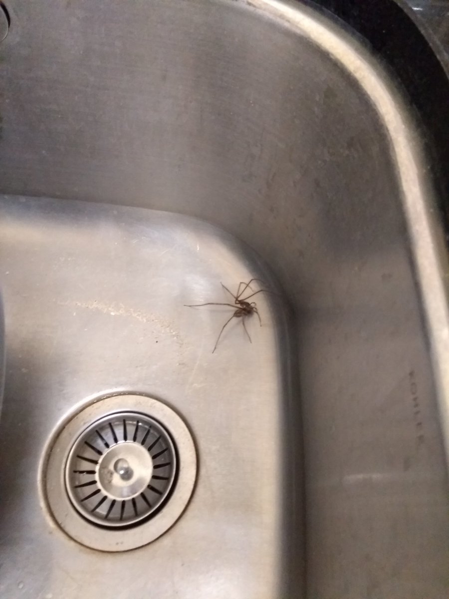 BeckyParnham's tweet photo. One of the 'joys' of working in a rural church in autumn! #arachnophobia #autumn https://t.co/cCzTtCJD54