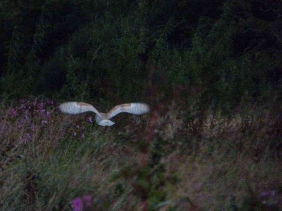 Slightly better picture this morning of the barn owl <a href="/NatureofDorset/">Nature of Dorset</a> <a href="/DorsetBirdClub/">Dorset Bird Club</a> <a href="/DWTWeyPort/">Dorset WildlifeTrust</a> <a href="/NatureUK/">NatureUK</a> @wildlife_uk <a href="/BarnOwlTrust/">Barn Owl Trust</a>