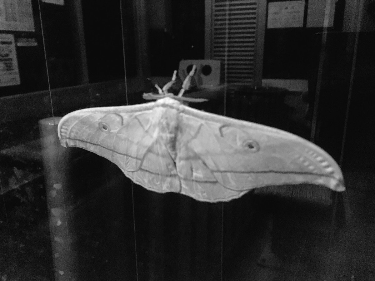 泉彩 C100お疲れ様でした 手のひらくらいあるめちゃくちゃでかい蛾がいて怖い 閲覧注意 T Co Xahlxvrl1s Twitter 泉彩 C100お疲れ様でした 手のひらくらいあるめちゃくちゃでかい蛾がいて怖い 閲覧注意 T Co Xahlxvrl1s Twitter