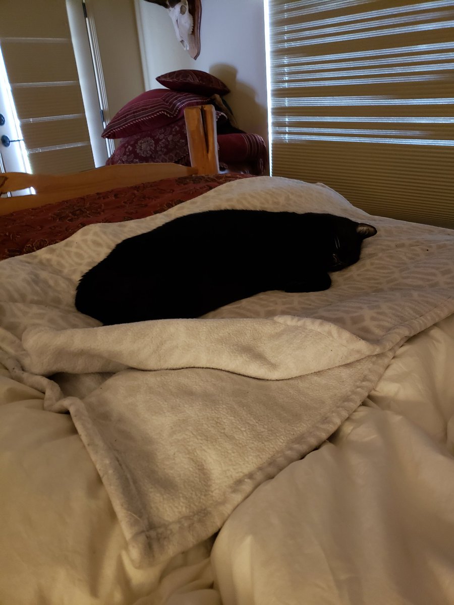 stephatkinsRF's tweet image. #RFvirtual Sick and had to miss convention, but watching from bed with my cat Mimi #radiantdefense