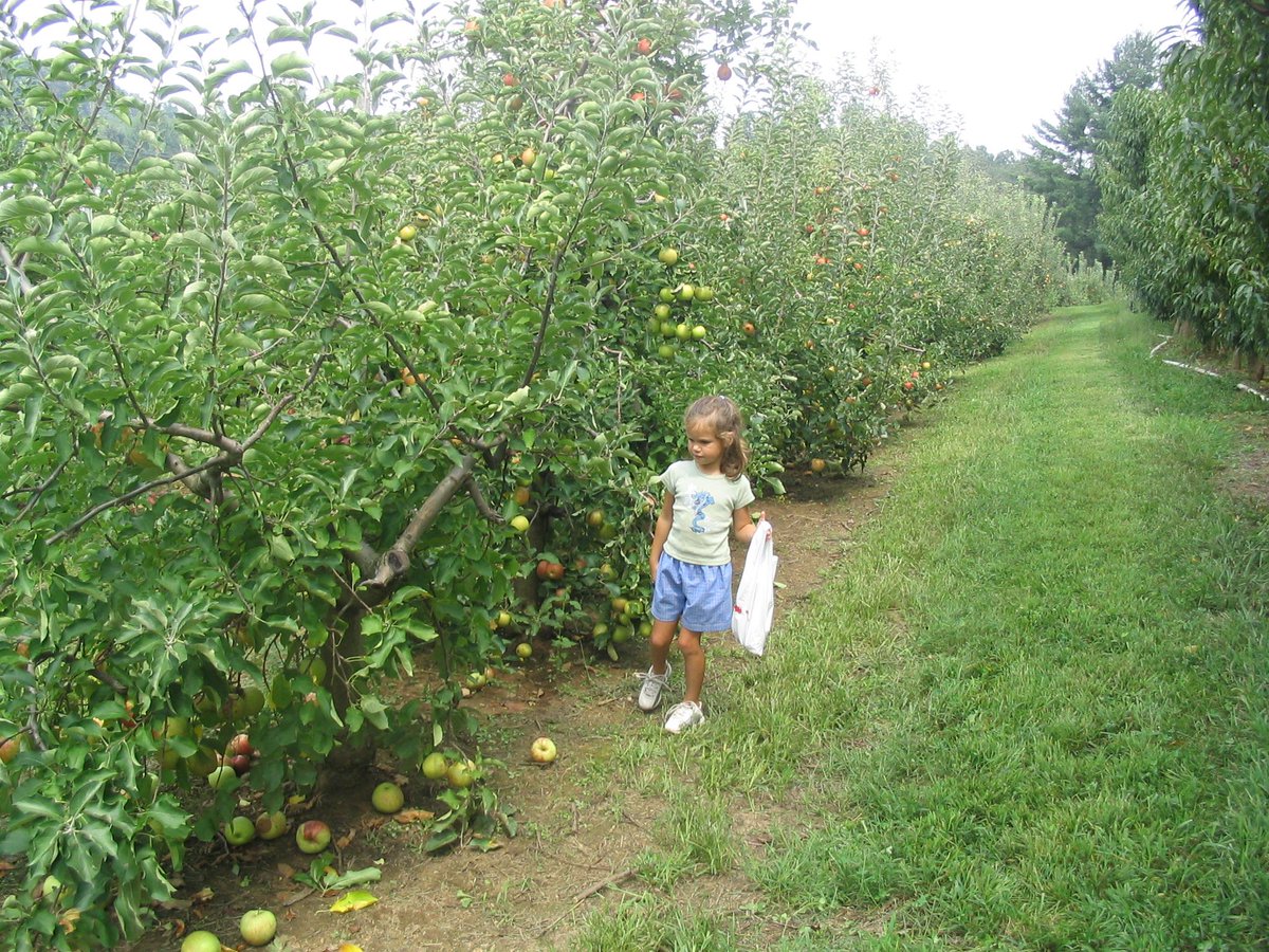 Apple u-pick this weekend! Only a few weekends left, so if you haven't came and did some u-pick with us yet, what are ya waiting for!?