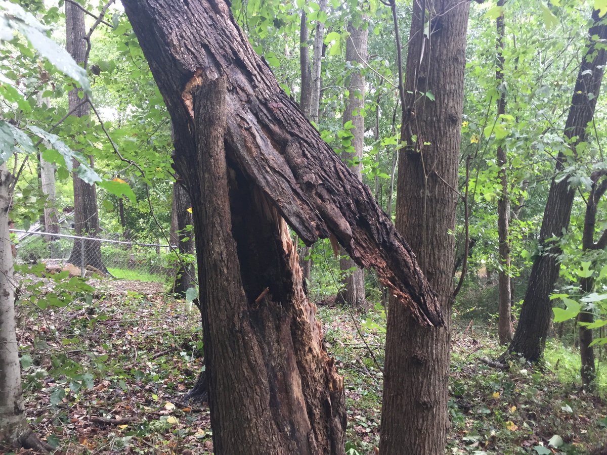 glennansley's tweet photo. Tree in process of breaking and threatening to fall on my house that was supposed to close on last Wednesday but postponed because of #HurricanFlorence. Ugh. https://t.co/WI32MeJnON