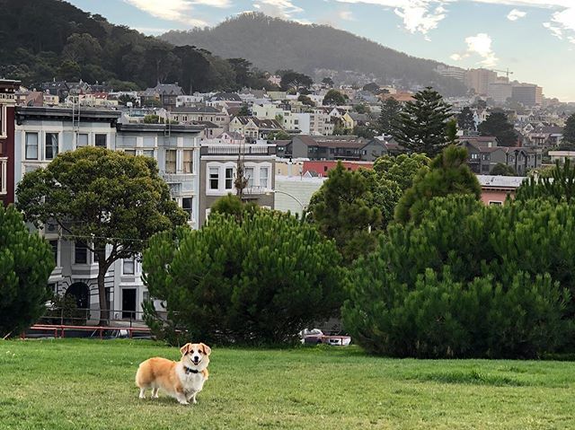 Happy Friday! 🐶 🌳
.
.
.
.
.
.
#corgisofinstagram #corgi #corgination #dogsofinstagram #friday #friday #tgif #thankdogitsfriday #karlthefog #alamosquare #myfavoritepark