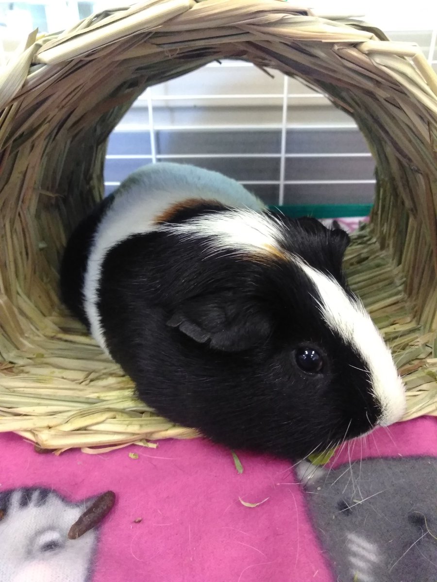 MsGuthries5th's tweet photo. How to get students engaged and excited about writing? Tell them to write a letter describing an interesting fact about themselves to the new class pet Mr.  Nibbles. I've never seen kids so excited to plan.... https://t.co/IWSmlAG0uT