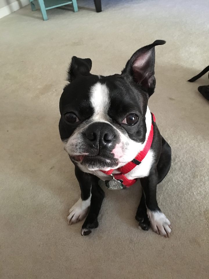 @drewmagary Waylon is 6 years old and I still have to wipe his ass occasionally.  If he were a human child, we'd be asking the doctor if this was cause for concern.
