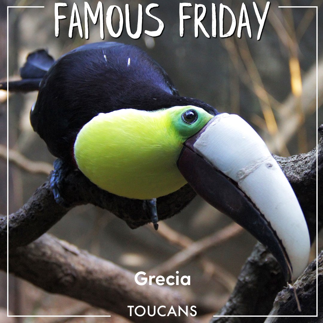 Real Wild tweet media