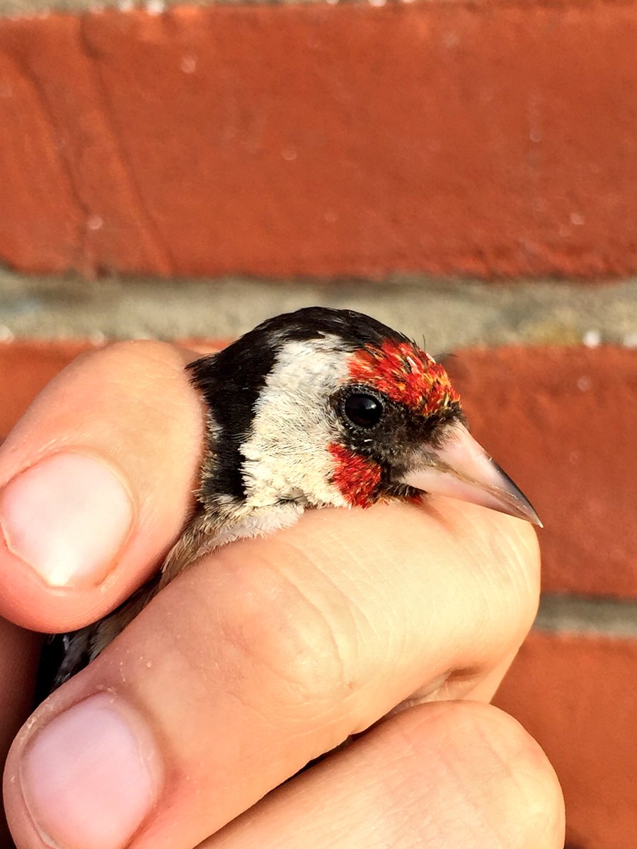 DavidR4Nature's tweet photo. I do love the bright colours of the goldfinch! #birdringing #birdsupclose #birds https://t.co/ForRWZnyaW