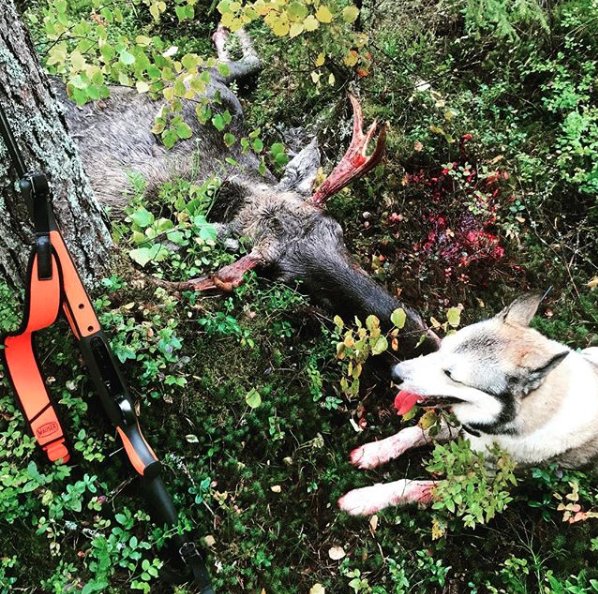 Mauser_USA's tweet photo. Glimpse from the hunt with the #mauserm03trail and another trusty #huntingcompanion. Nice work!
PC: @jagareochsamlare
#huntingdog #gundog #mauserm03 #mauserrifle https://t.co/7maLfTPxbv