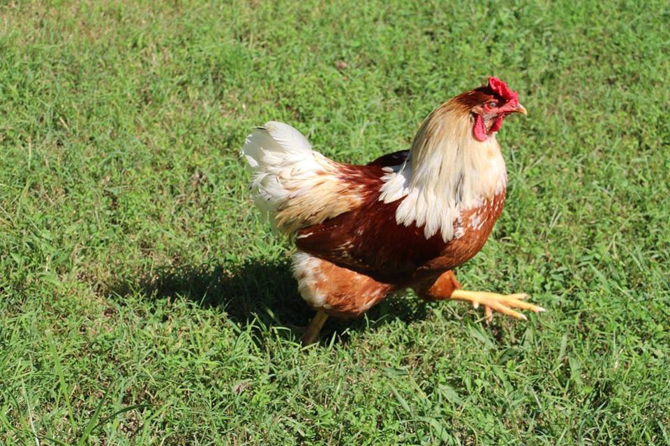 loukyparks's tweet photo. Apparently it's #FowlFriday at the park. A patron notified us there is a rooster and hen near Big Rock. They are non-aggressive but please use caution while our operations team tries to find their home.

What should we call them? https://t.co/qsOEYg5vKF
