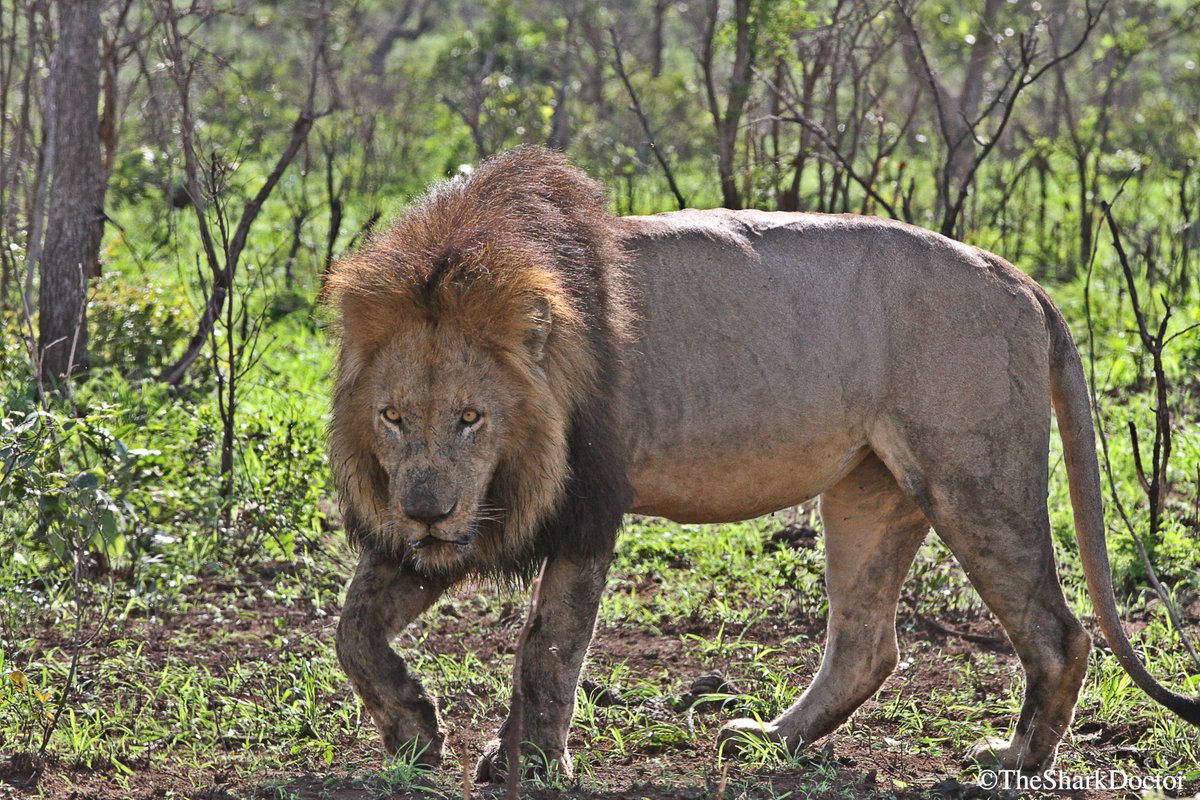 TheSharkDoctor's tweet photo. A lion stalks its prey in #kruger park!
#southafrica #lion #krugerpark #knp #safari #oseas #oseasfdn #conservationcrew #conservation #photography #canon #70200mm #africa #predator @ADS_Safaris @LatestKruger @africageo @CanonUSA @AfricanConserve https://t.co/BO7o0ATwUT