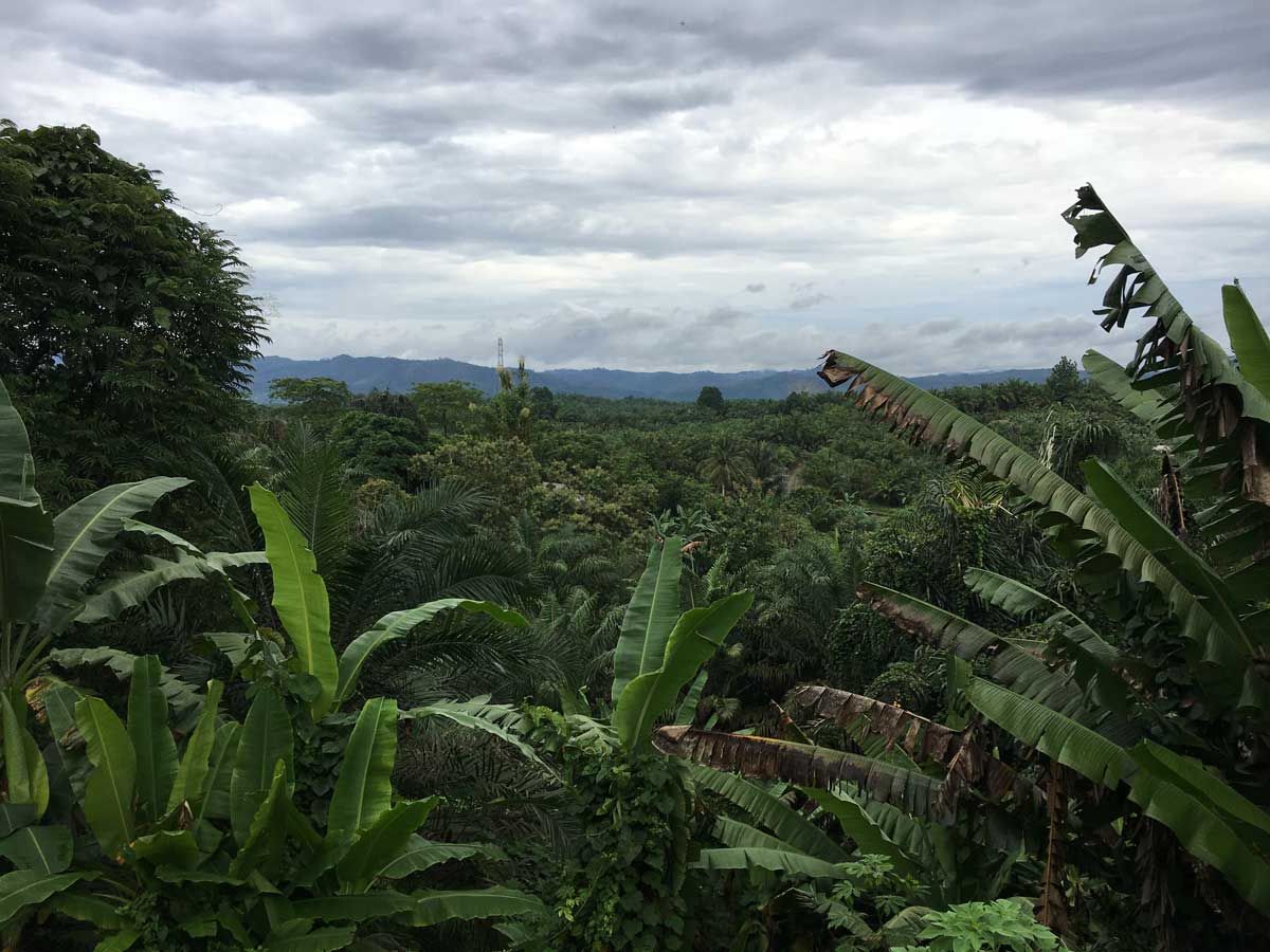 Check out our partner page to see how we supported <a href="/DaemeterOrg/">Daemeter</a> to pilot a sustainable management partnership model across South Sumatra by providing training &amp; designing custom data collection forms and a mapping application buff.ly/2CTS2p2 #landrights