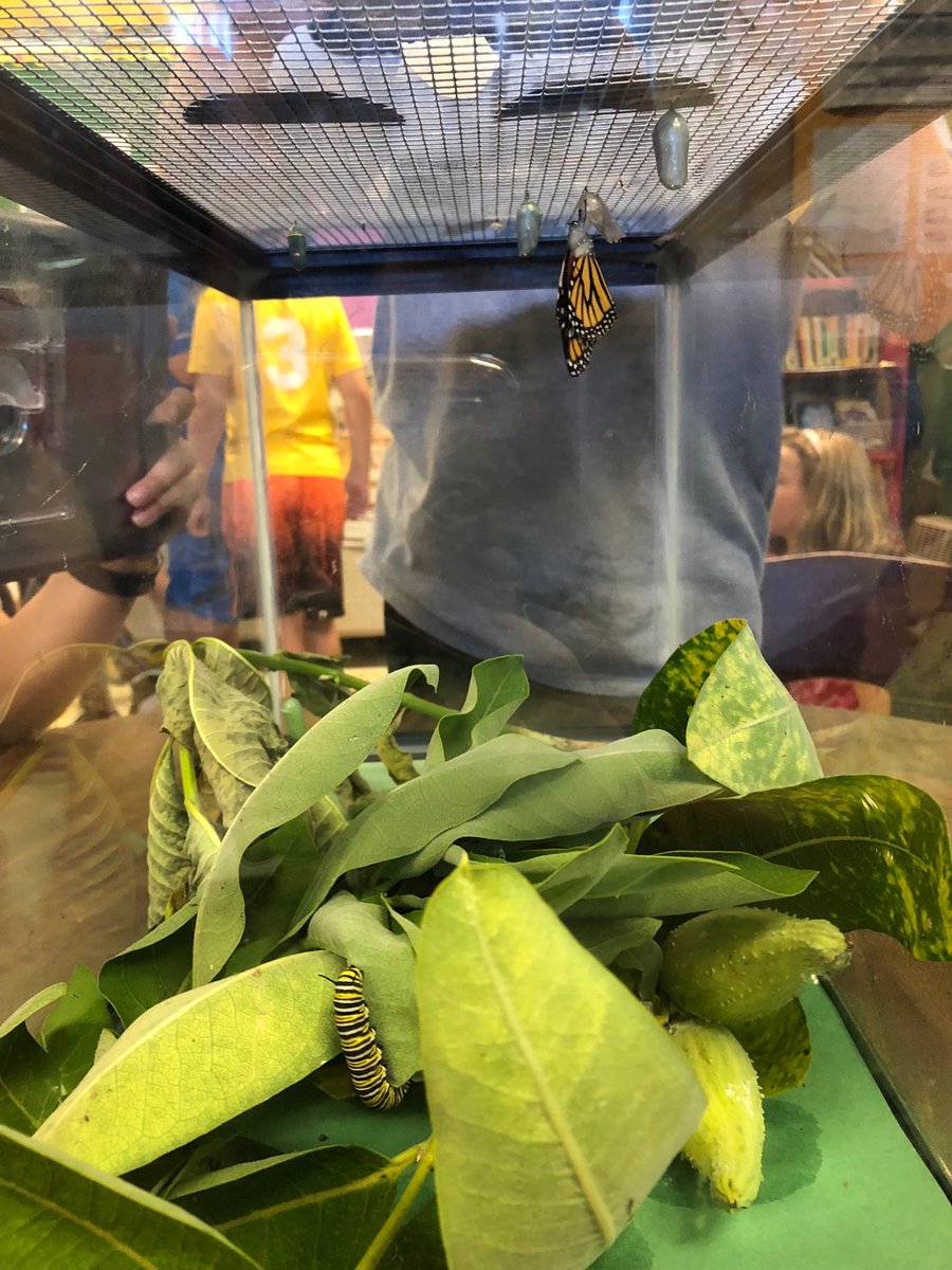 Mrs. Hammond’s class has three stages of the Monarch butterfly in their tank! The light and dark chrysalis, the caterpillar and the monarch butterfly! #reallifescience #monarchbutterfly