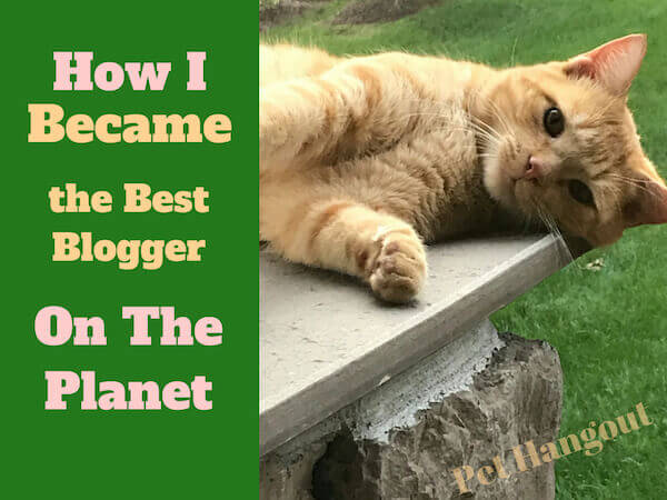 PetHangout's tweet photo. Check out Sam The Cat.  He has written his introductory blog post!!
🐱 https://t.co/n7V6p98dKT 🐱
#pethangout #cats #catlovers #CatsOfTwitter #catsview  #catslife https://t.co/i3VlSBx95h