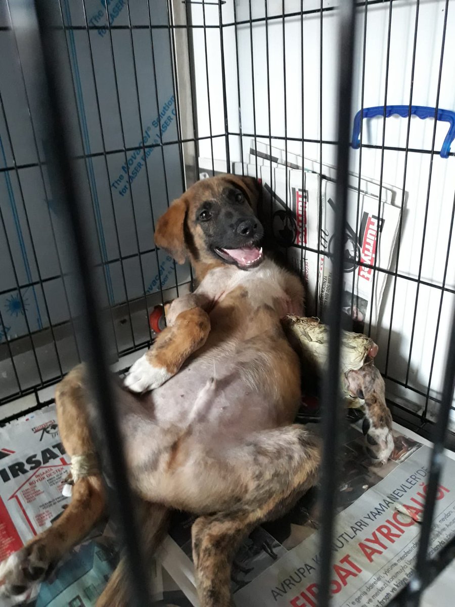 zeusgiller's tweet photo. Araba çarptı, bacağında parçalı kırık vardı. Ameliyat ettirdik , durumu iyi.Klinikten çıkacak, gidecek yeri yok .Sokağa dönemez. 3 aylık erkek .0506 897 11 82 Beşiktaş/ISTANBUL #hayvanlaricinmerhametdernegi https://t.co/Bcna2r5txg
