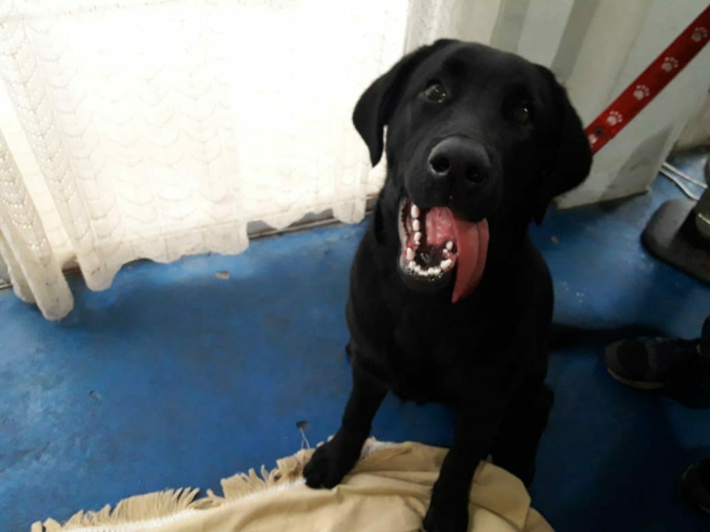 Euyimerlo's tweet photo. Urgente se perdió mi perro alrededor de las 15 en Merlo. Sobre Av Echeverry. Alguien dejo la puerta abierta. Realmente estoy desesperada es un labrador negro de 9 meses que jamás sale a la calle, tiene collar rojo. Se llama Draco. RT https://t.co/BB4IusCqYJ