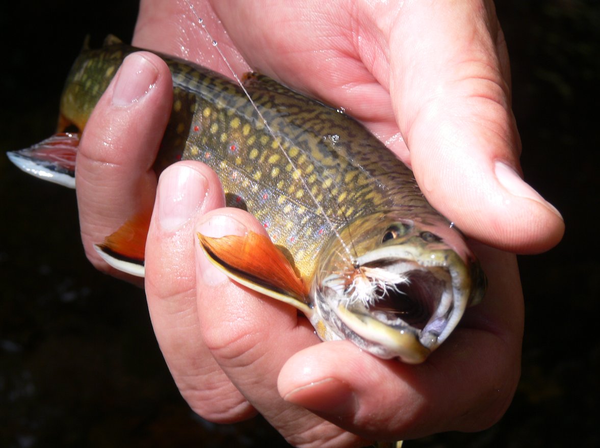 Trout Unlimited on Twitter "September is one of the best months to