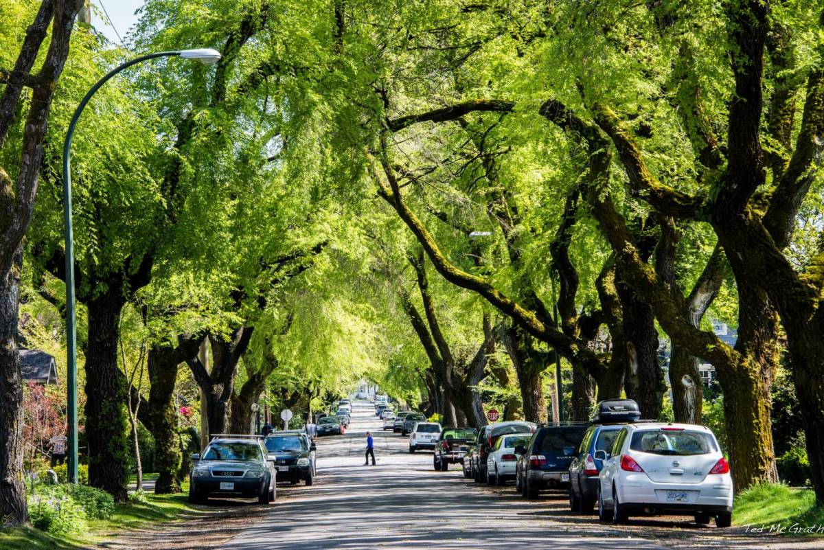 ParkBoard's tweet photo. CONTEST: Share a picture of your favourite #Vancouver tree with the hashtag #VanTreeLove for the chance to win 1 of 8 free trees at our upcoming tree sale! https://t.co/oS9oDJI9Bp Contest closes Sept 20, full rules: https://t.co/mLRfiN4j2e https://t.co/Vq9Cgc2Z3o