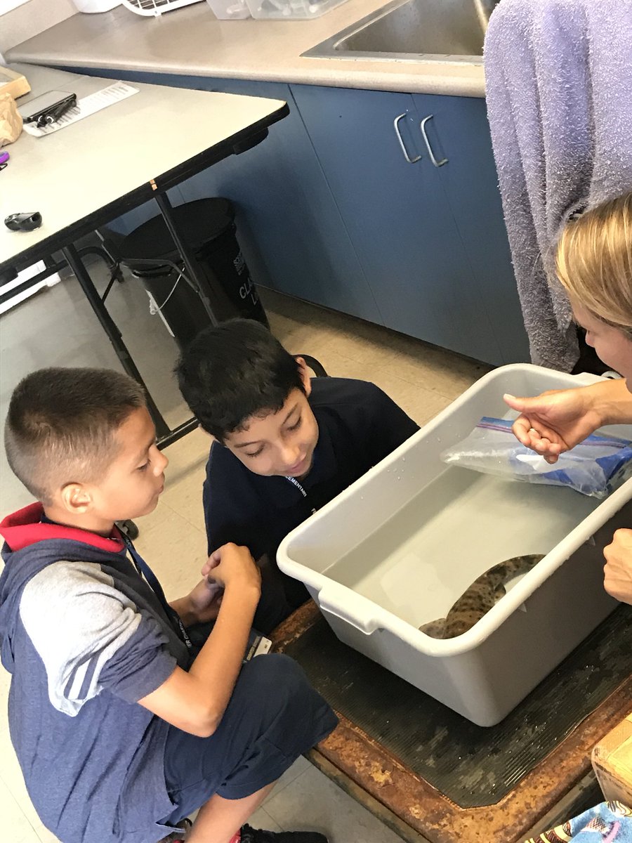 ms_bsilva8's tweet photo. Thank you Ms. Q and Ms. Maggie!!! We had a blast being Marine Biologists for a day!! #feasterlearns   @thelivingcoast https://t.co/J2BGCcTDCS