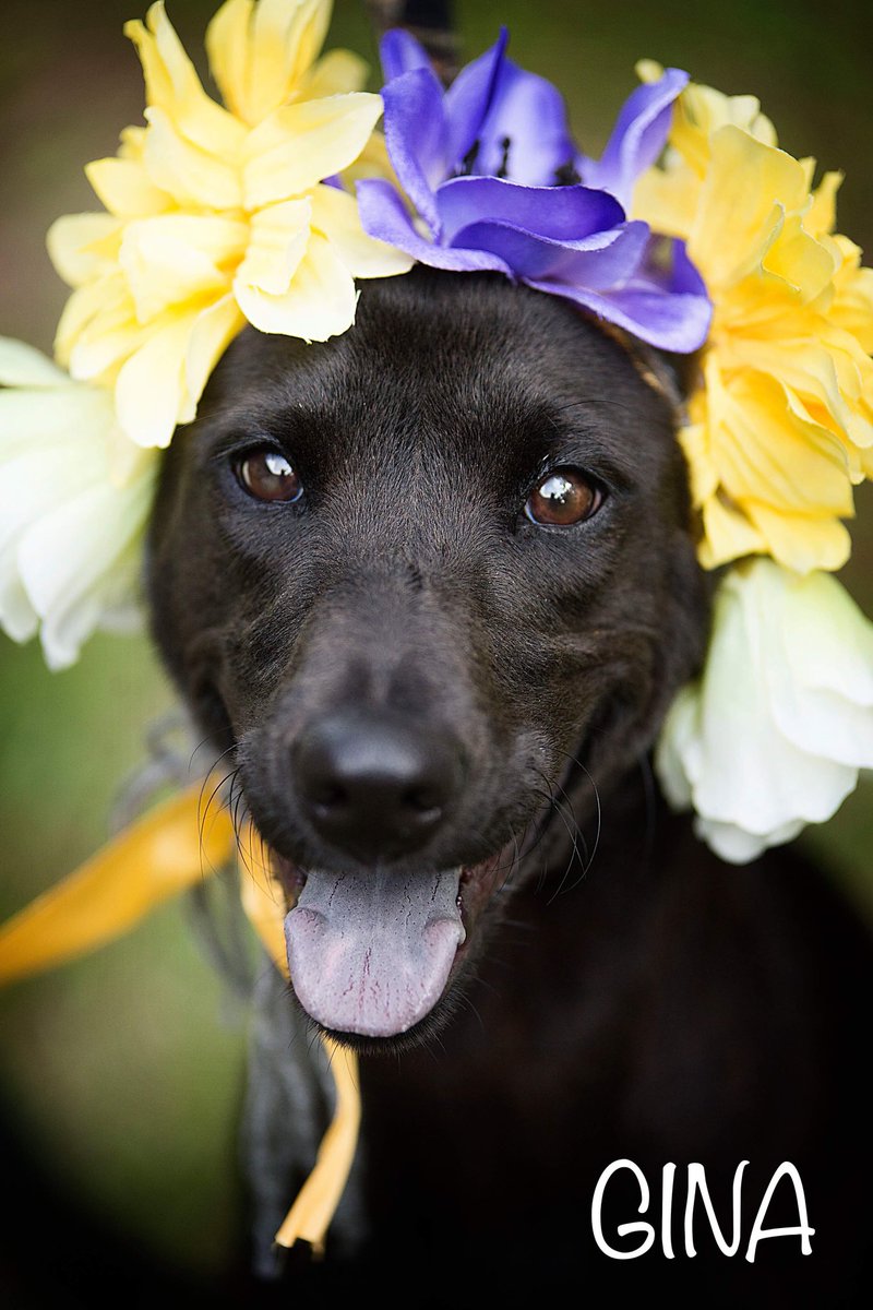 TheAnimalRescu1's tweet photo. ❤️
#effinghamcountyanimalshelter #tperryphotography #dogtog #lovemyjob #animalrescue #shelterlife #makingtheirdreamscometrue https://t.co/ysXWMOYpYw