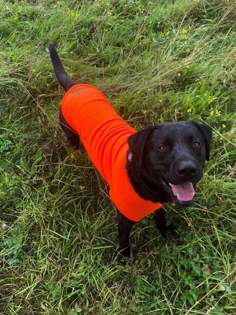 lots of rain today but Hobbes had his Equafleece on so all good while the rest of us baked  #shoplocal #edinburgh #portobello