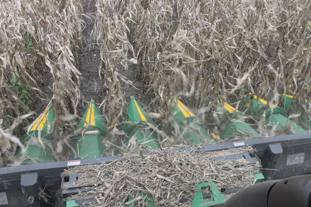 iolaregister's tweet photo. Photos: Allen County farmer Shawn Geffert let Register reporters tag along as he cut corn on a cloudy Thursday afternoon. The harvest is just kicking into high gear. Check out Bob Johnson's article in tomorrow's Weekender.

#harvest #farmlife🚜 #iola #allencounty #ag #aglifestyle https://t.co/f34jwe7uAt