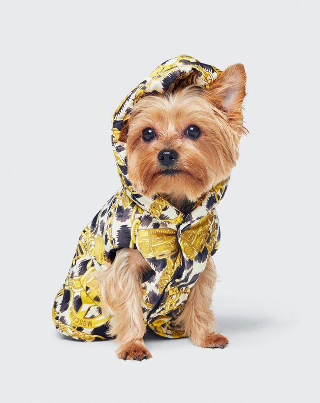 _FashionPets_'s tweet photo. #BreakingNews Une première photo de la collab' H&amp;M x Moschino #mode #fashiondog https://t.co/yT2G7hP0p0