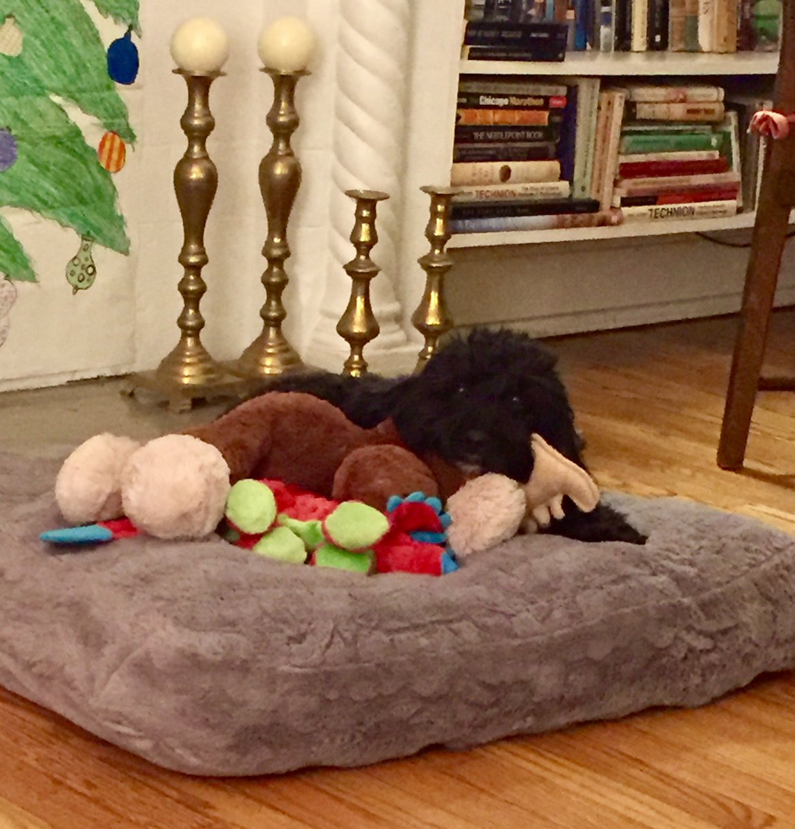 Fins Animal Training (FinsPetTrainers) Twitter