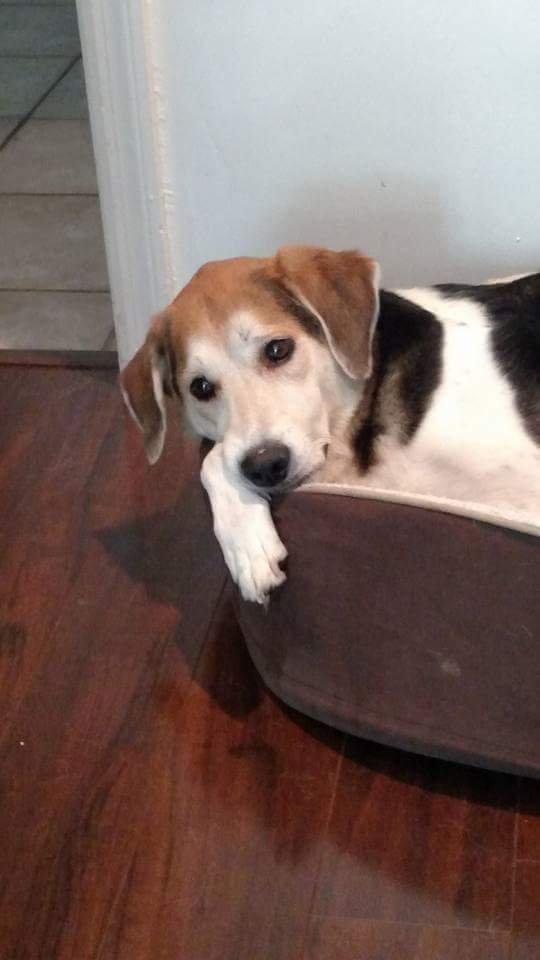 Fins Animal Training (FinsPetTrainers) Twitter