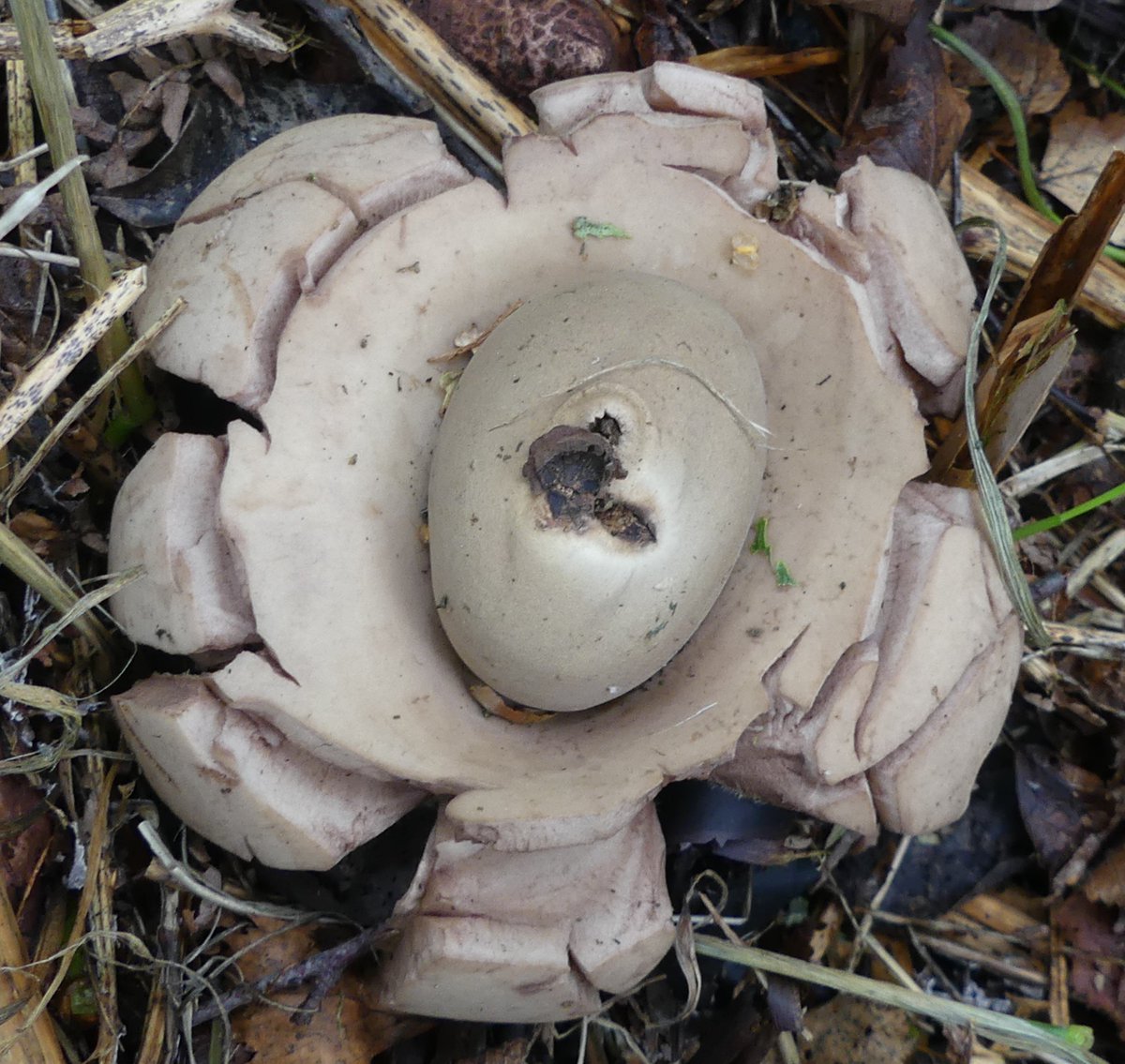 Collared Earthstar fungus (Geastrum triplex) yesterday on #AbbeyleixBog. Read more about it on @FirstNature1 website: bit.ly/2xhbGVX @FantasticFungi @BritishFungi @BioDataCentre @BrennanMartine