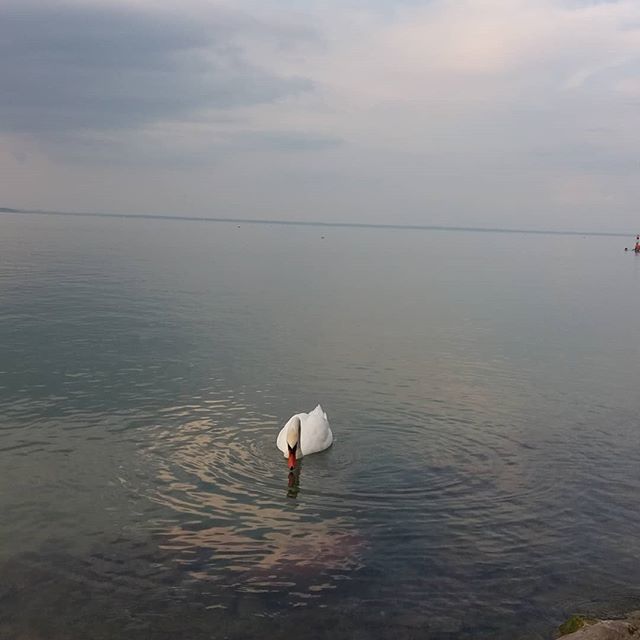 AlbatrossMirror's tweet photo. #balaton  #red  #hungary https://t.co/fng0lid5t0 https://t.co/fpYfUFA1AI