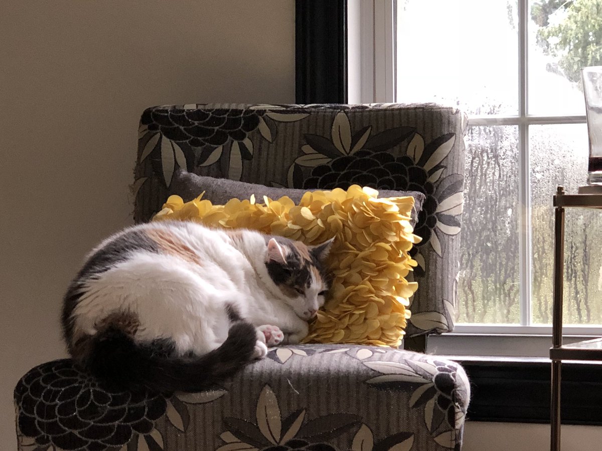MrsEDesignTeach's tweet photo. Excited to play #scpshurricaneflo bingo! Where are my students??? Let’s play! I have added a pic of my Eva Gal cuddled up by the window, my stormy weather read I started last night, and the feel good Gilmore Girls never disappoint! https://t.co/6baOPwosnR