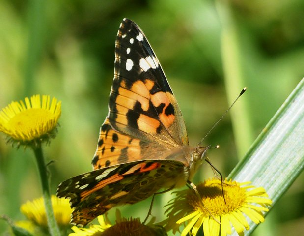 La preciosa mariposa cardera Vanessa cardui aún vuela por #CaboPeñas, antes de emigrar rumbo a África en unos días. #mariposas #butterflies #savebutterflies #vanessacardui
