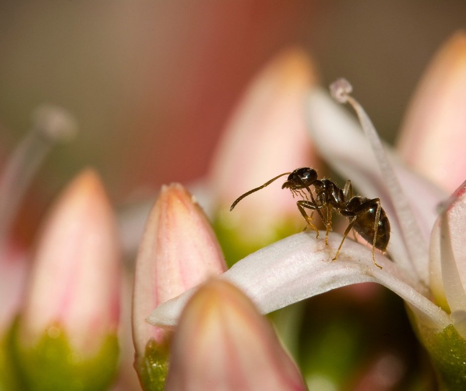 WhitmorePestCtr's tweet photo. #FridayFake! Vinegar kills #ants! 🐜

False: Vinegar just removes the smell/trace of ants. While it may help confuse or throw off the rest of the colony, vinegar alone might not be enough to rid your home of them! 

https://t.co/LY01uGQcHB https://t.co/vBdKIzgqrD