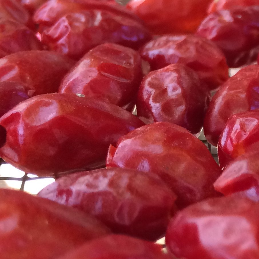 rockyseeds's tweet photo. Holy mother of all Capsicum annuums! Get your chiltepins dried now for that necessary winter heat. #wildcroprelatives #seeddiversity #seedschool https://t.co/afG1cQyLDg