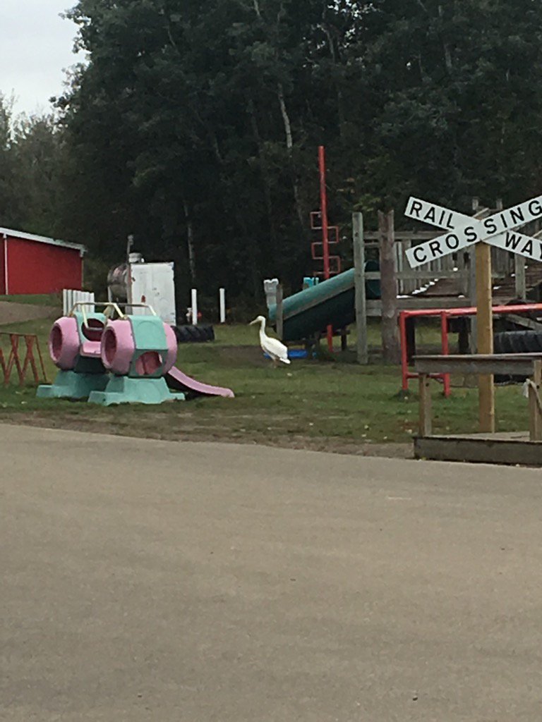 Macker63's tweet image. No kids in the playground any more. So this pelican decided to try er out. Never before have I seen this. Cool 😎