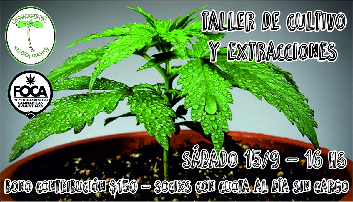 Cannabicultores Necochea y Quequén (@cannabineco) on Twitter photo 
