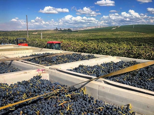 Harvest is in full swing in Walla Walla! Now we just have to wait a year—or maybe two—before it's ready.

But the good news is there's still plenty of wine and sunshine to go around in Walla Walla. We're ready when you are! 🥂☀

📷: @vitnerd
