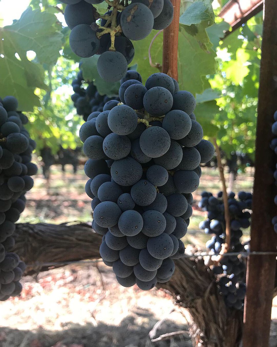 Educated Guess Wine (EducatedGuessWn) Twitter