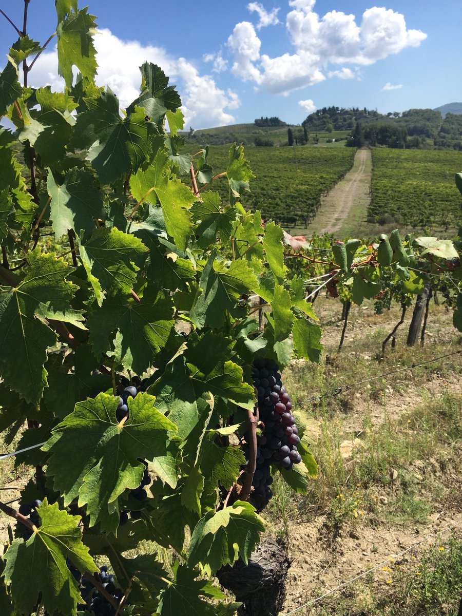 ChiantiClassUSA's tweet photo. Talk about an office with a view! #ccbootcamp participants are exploring the vineyards of #RaddaInChianti today for a first hand look at how this territory influences #ChiantiClassico wines. https://t.co/lvsoWdJOcr