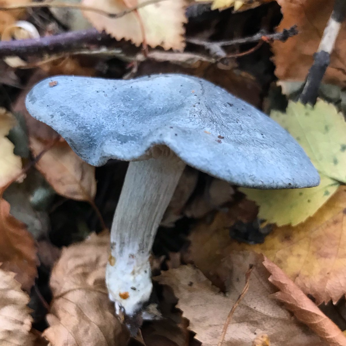 #autumncolour isn’t all in the leaves! @ChrisGPackham @FantasticFungi @mushroomdiary @BritishFungi @BBCSpringwatch #ScottishBorders