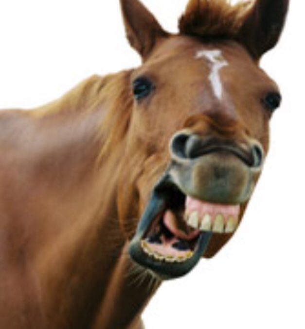saluki5729's tweet photo. @bbuk Familiar teeth Keith! https://t.co/NZ4ADu9Unm